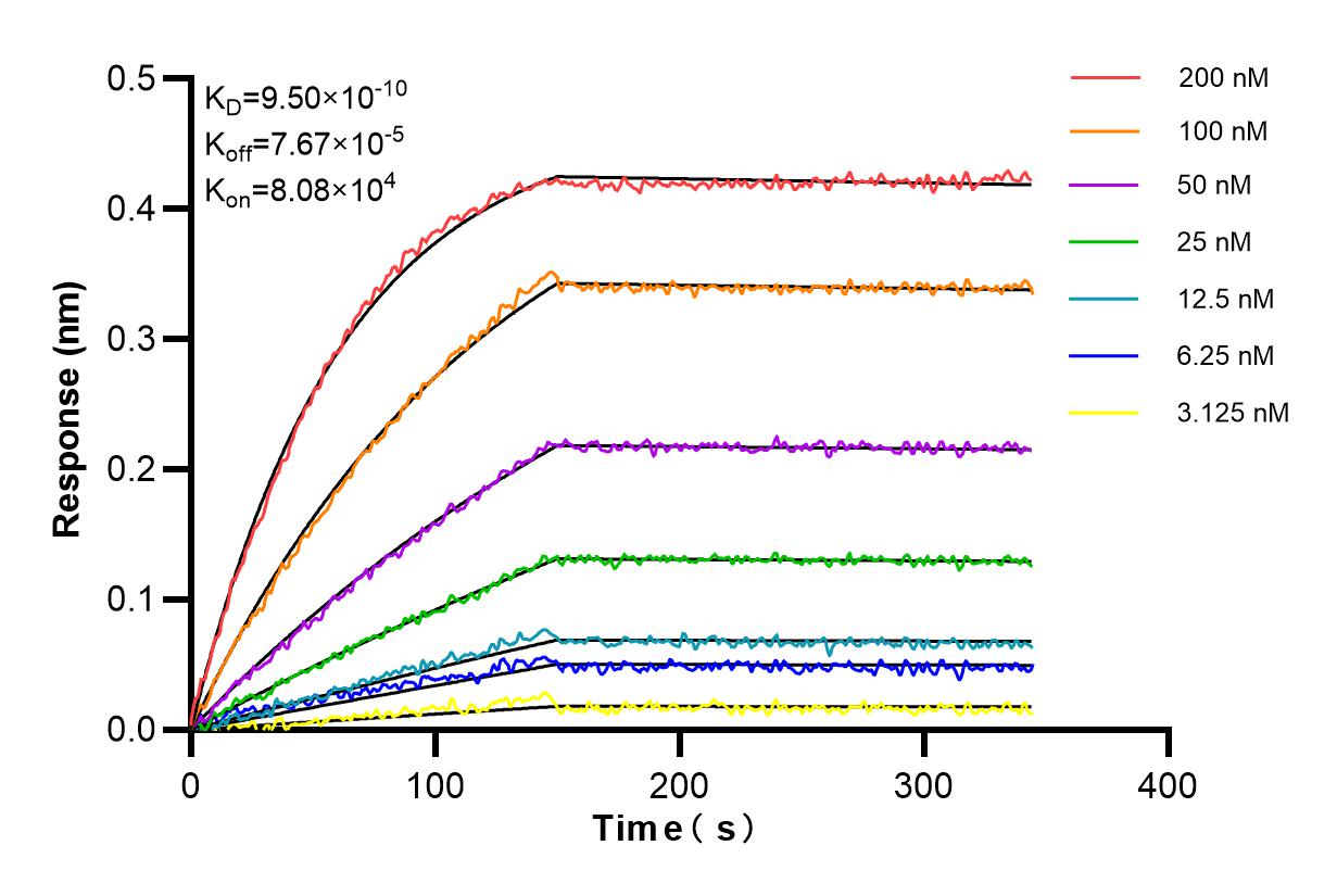 Affinity and Kinetic Characterization of 85807-2-RR