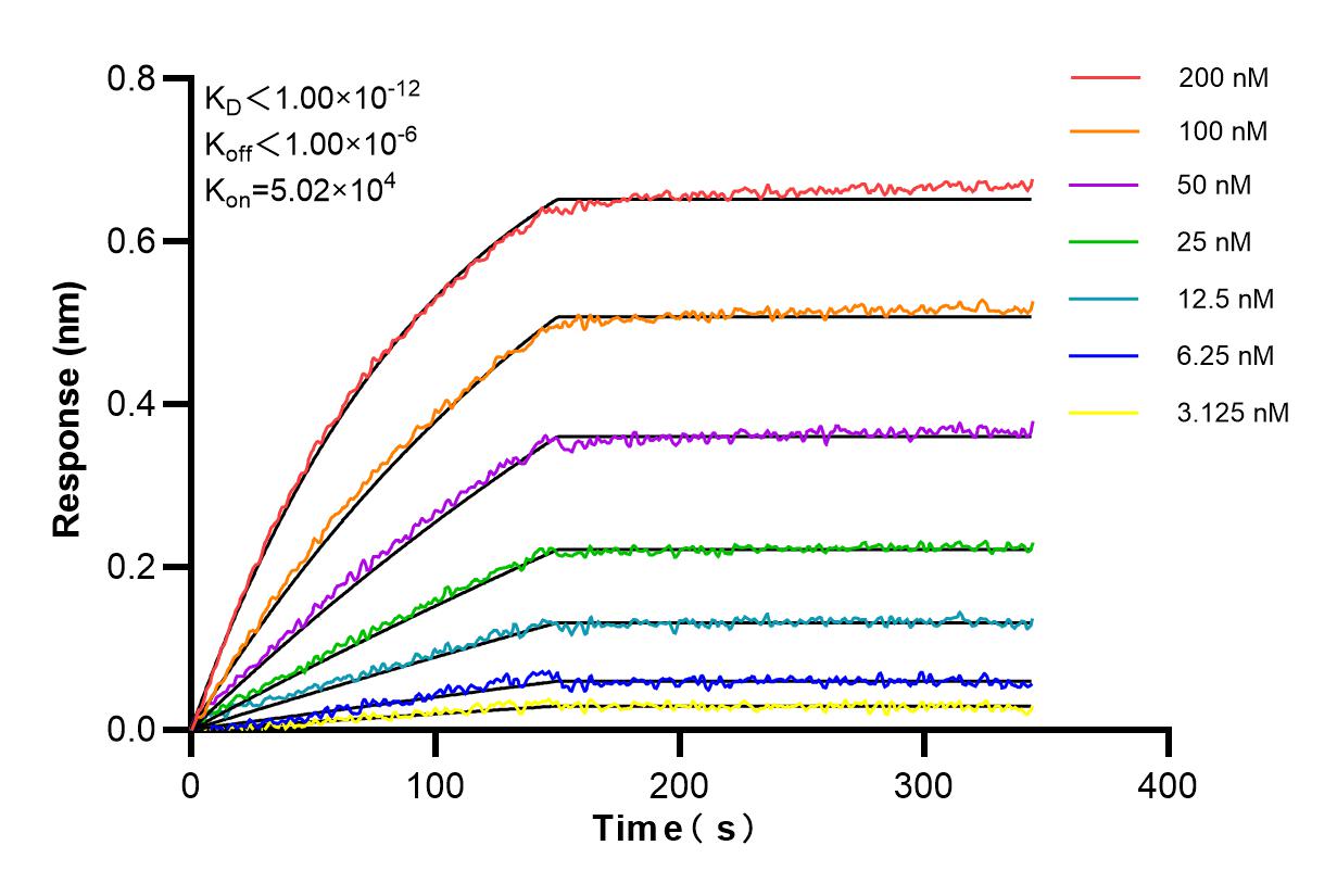 Affinity and Kinetic Characterization of 85818-5-RR