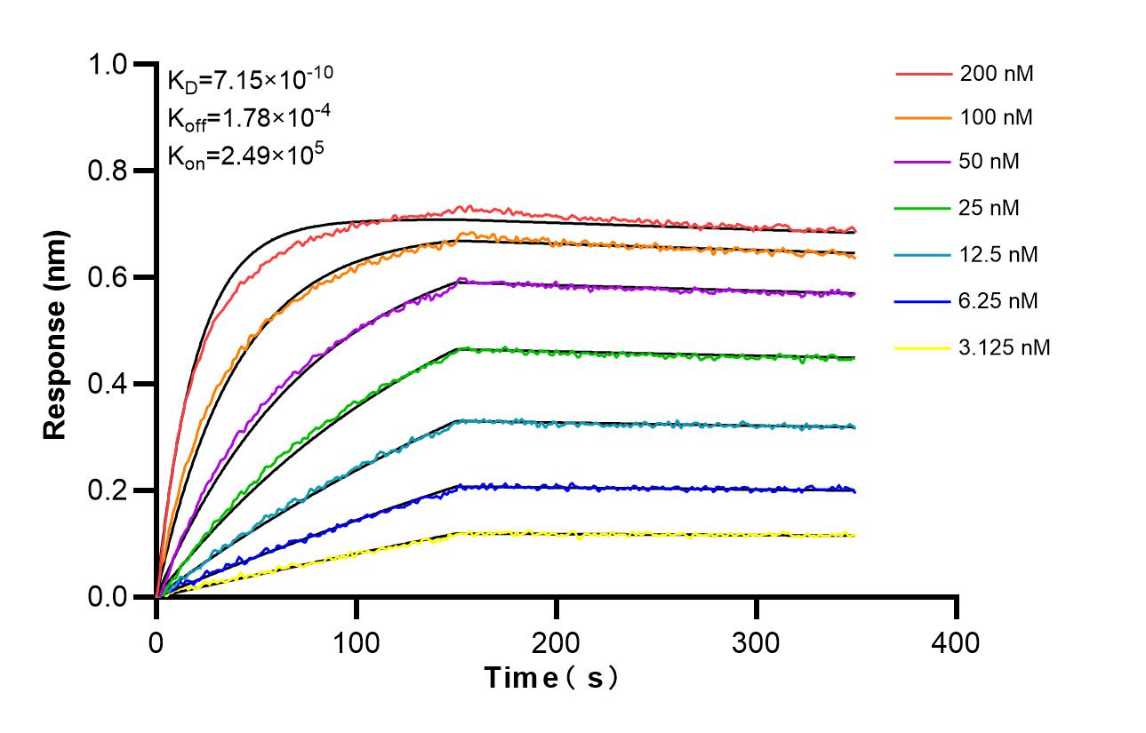 Biolayer interferometry (BLl) kinetic assays of 85819-4-RR against Human Parvalbumin were performed. The affinity constant is 0.715 nM. Affinity and Kinetic Characterization of 85819-4-RR