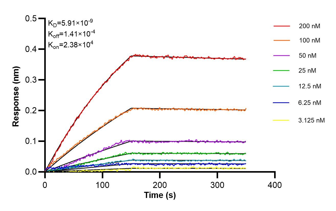 Affinity of 85829-2-RR
