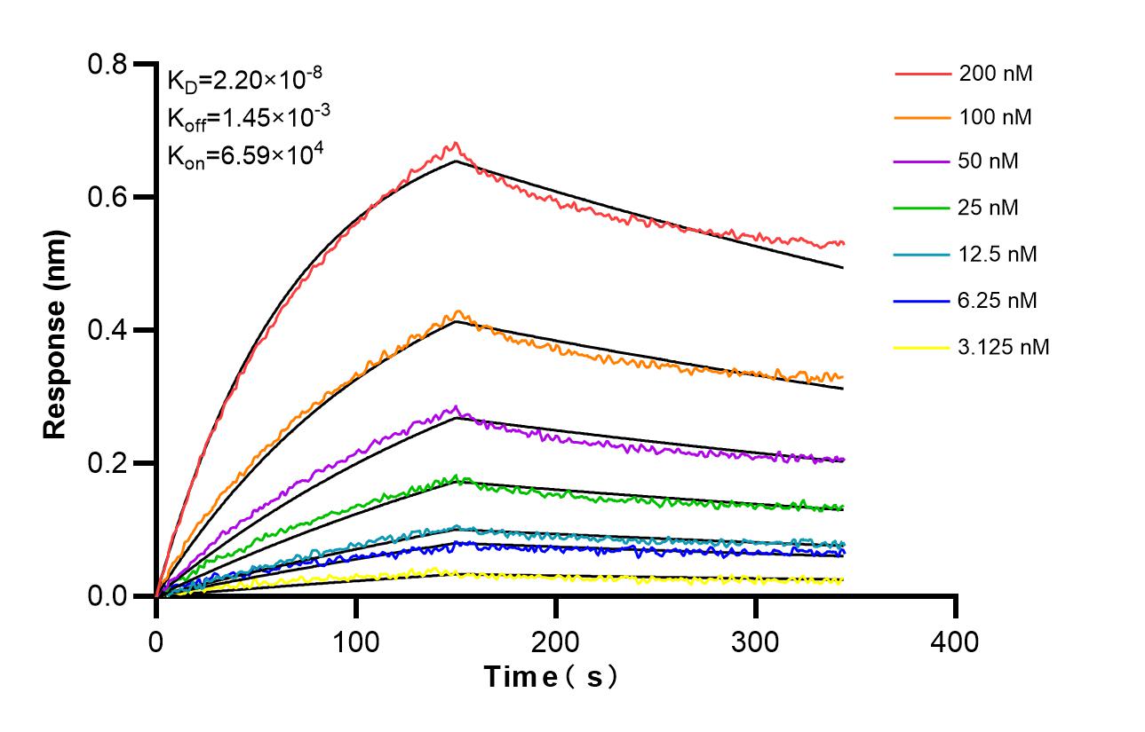Affinity and Kinetic Characterization of 85831-4-RR
