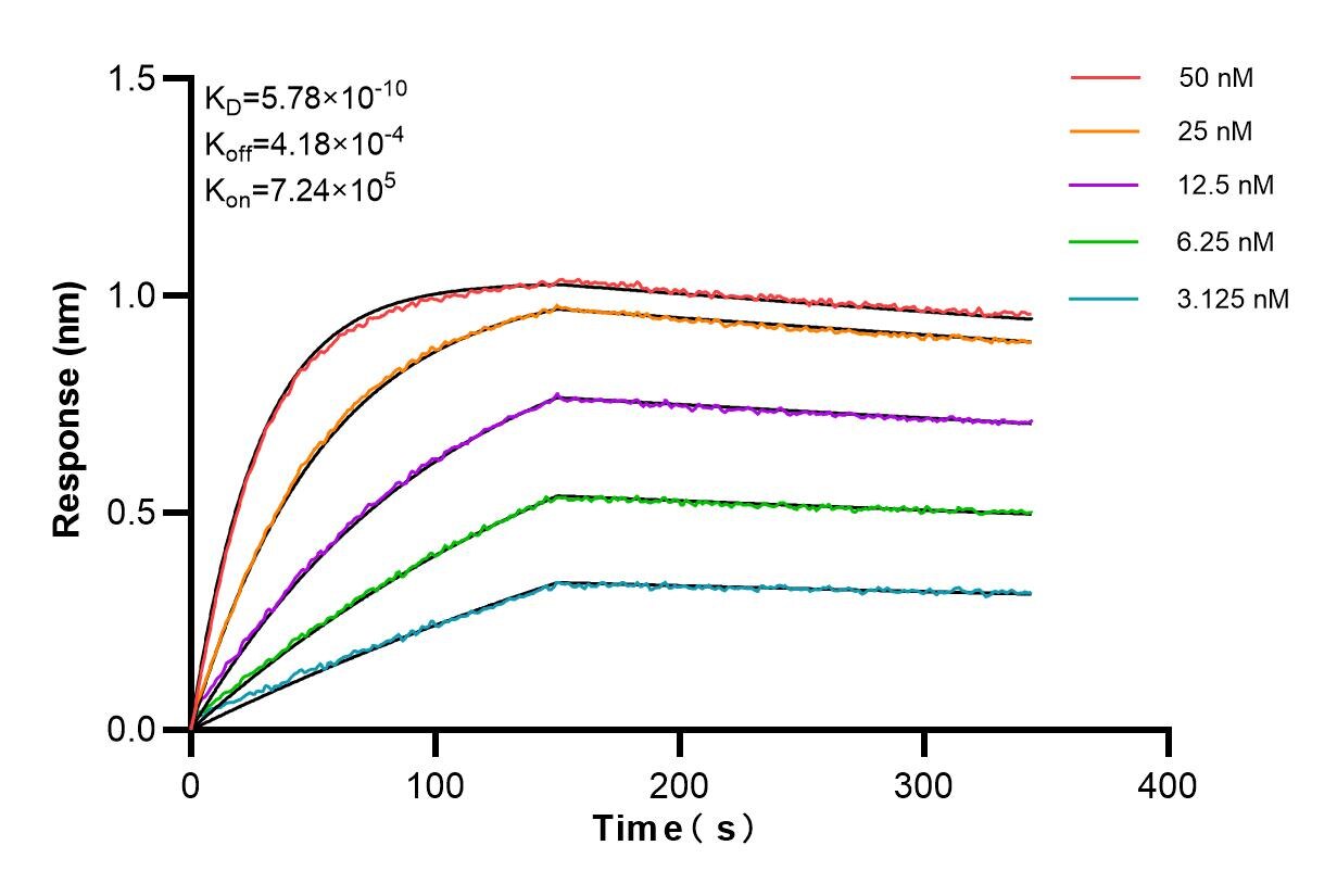 Affinity and Kinetic Characterization of 85837-3-RR