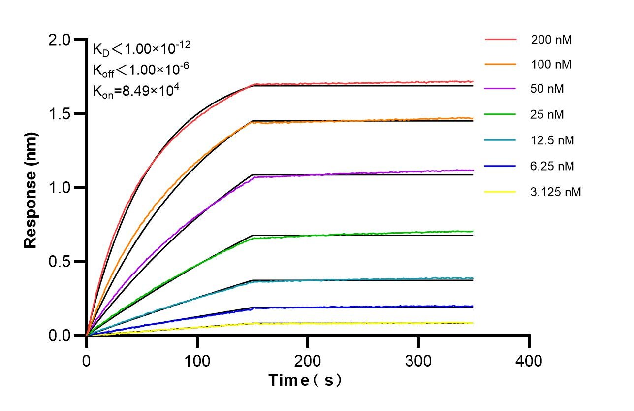Affinity of 85844-2-RR Affinity of 85844-2-RR