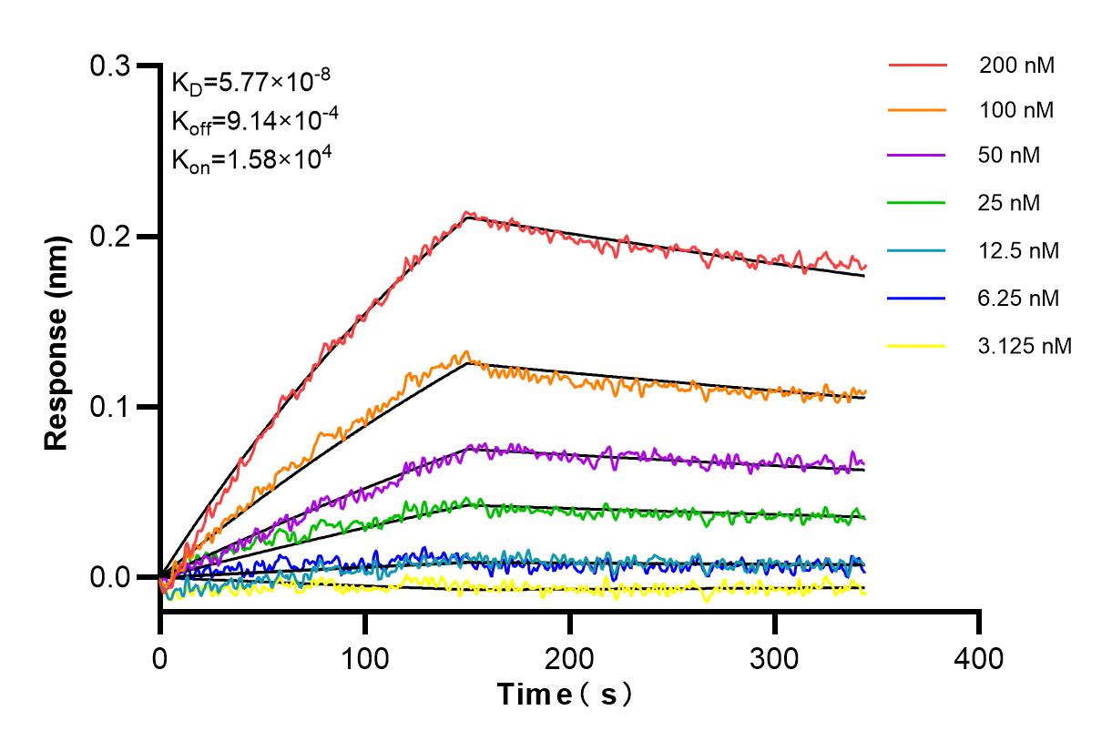 Affinity and Kinetic Characterization of 85848-1-RR