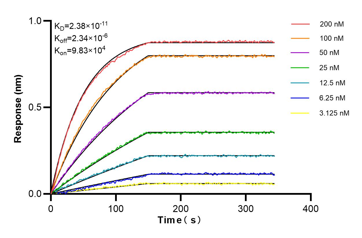 Affinity and Kinetic Characterization of 85849-4-RR