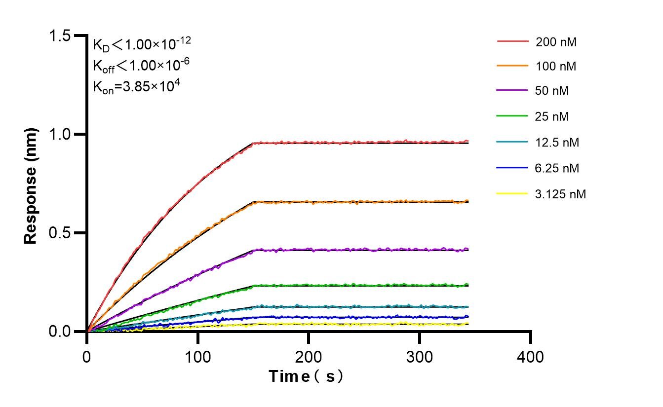 Affinity and Kinetic Characterization of 85852-4-RR