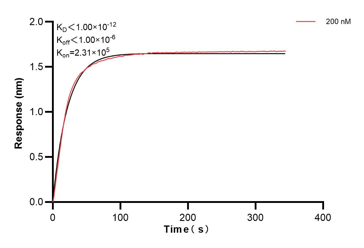 Biolayer interferometry (BLl) kinetic assay of 85860-2-PBS against Human NARG1L was performed. The affinity constant is below 1 pM. Affinity of 85860-2-PBS