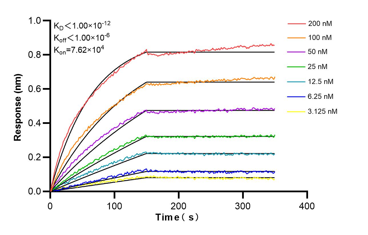 Affinity and Kinetic Characterization of 85860-4-RR