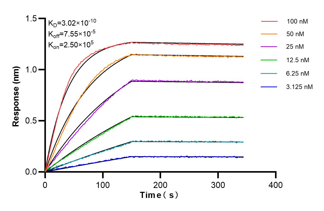 Affinity and Kinetic Characterization of 85875-1-RR