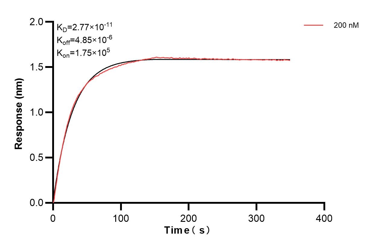 Affinity and Kinetic Characterization of 85875-3-PBS