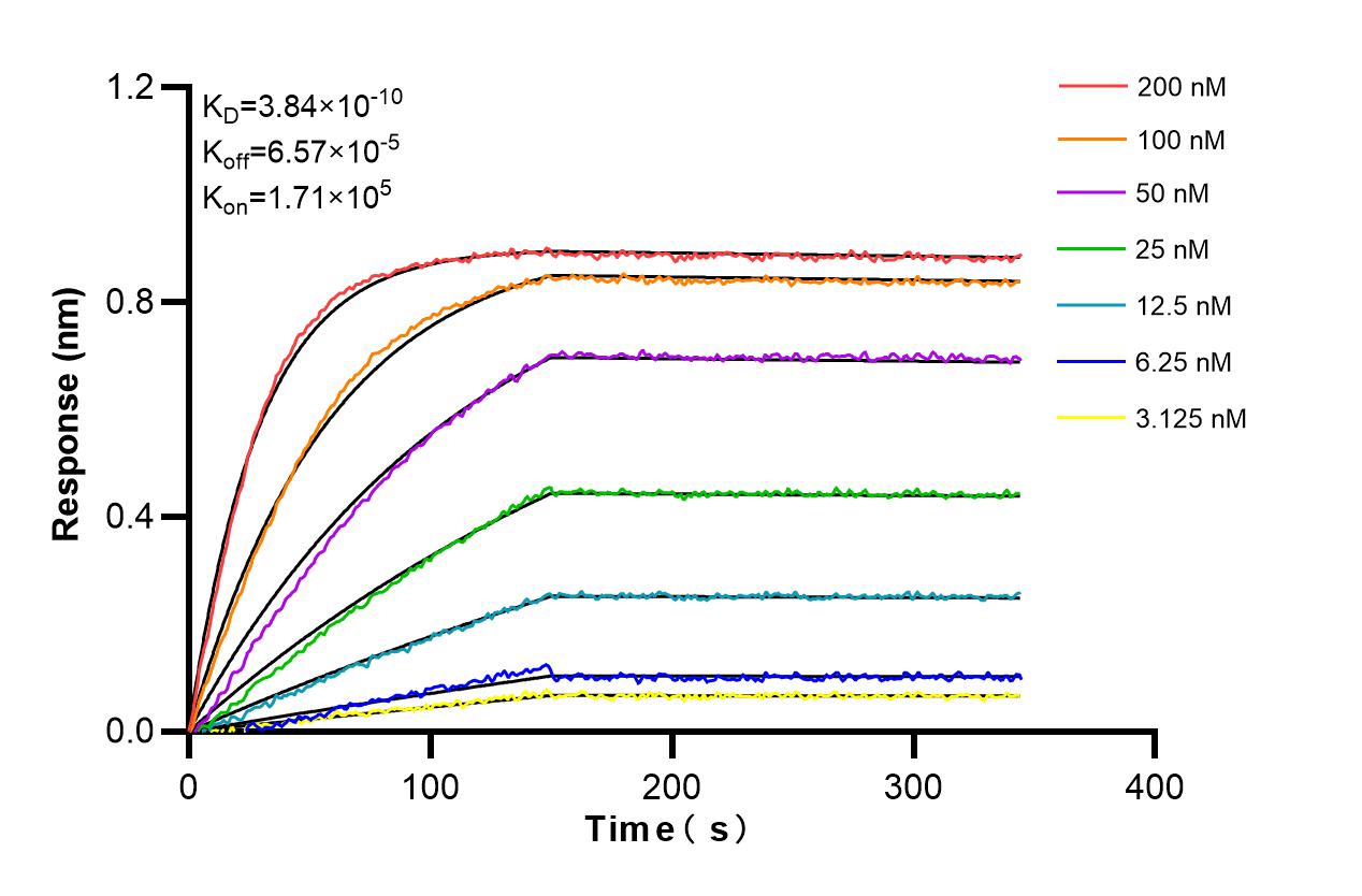 Affinity and Kinetic Characterization of 85884-5-RR