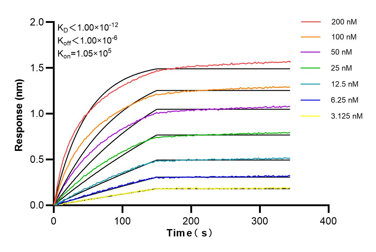 Affinity and Kinetic Characterization of 85885-4-RR