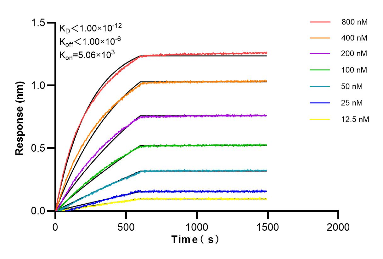 Affinity and Kinetic Characterization of 85892-1-RR