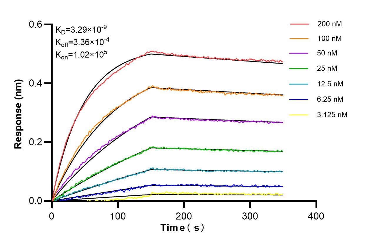 Affinity of 85895-1-RR Affinity of 85895-1-RR