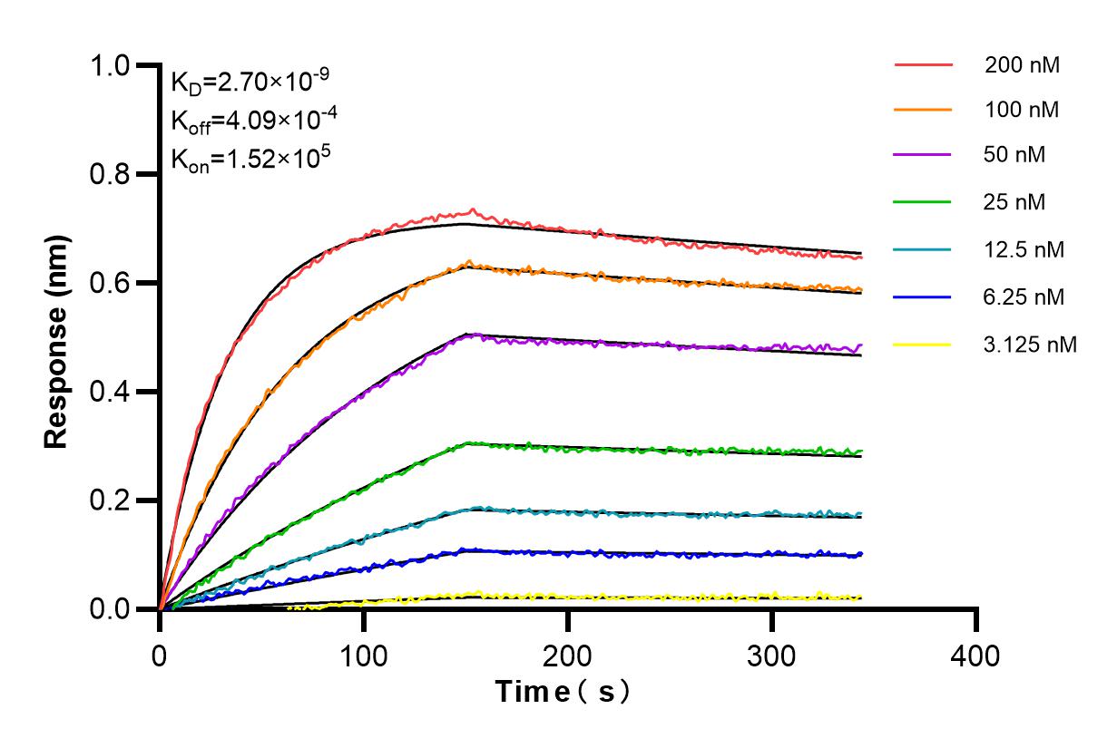 Affinity and Kinetic Characterization of 85895-3-RR