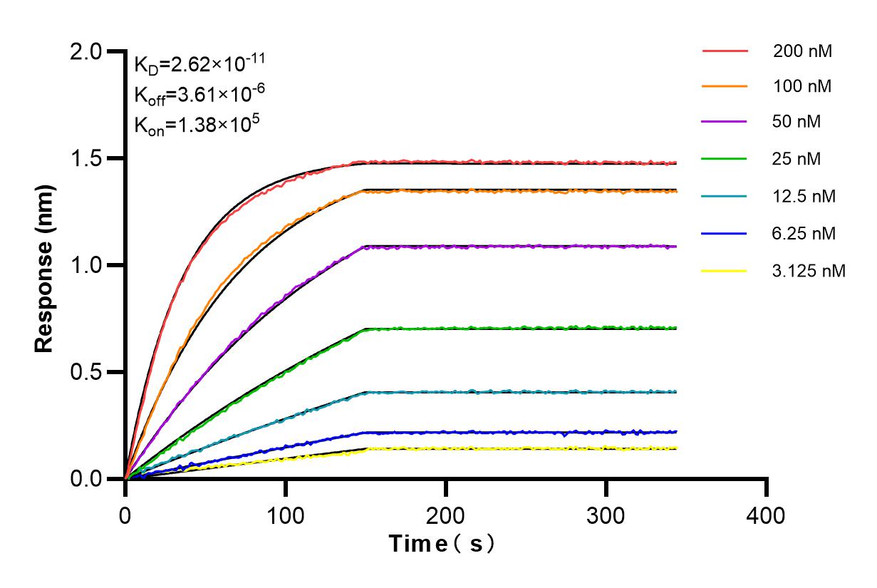 Affinity and Kinetic Characterization of 85897-5-RR