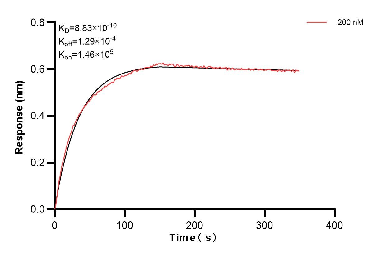 Biolayer interferometry (BLl) kinetic assay of 85899-4-PBS against Human TGFBR2 was performed. The affinity constant is 0.883 nM. Affinity and Kinetic Characterization of 85899-4-PBS