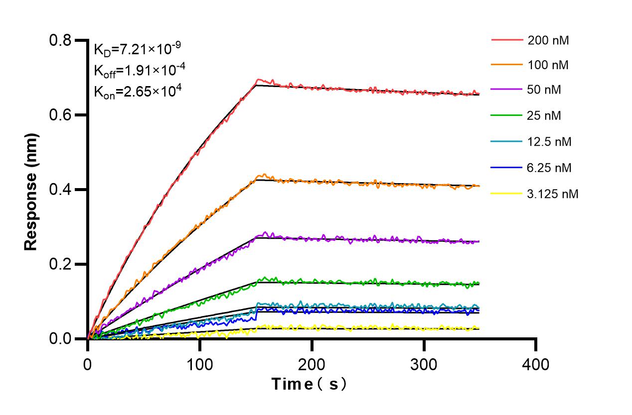 Affinity and Kinetic Characterization of 85900-1-RR