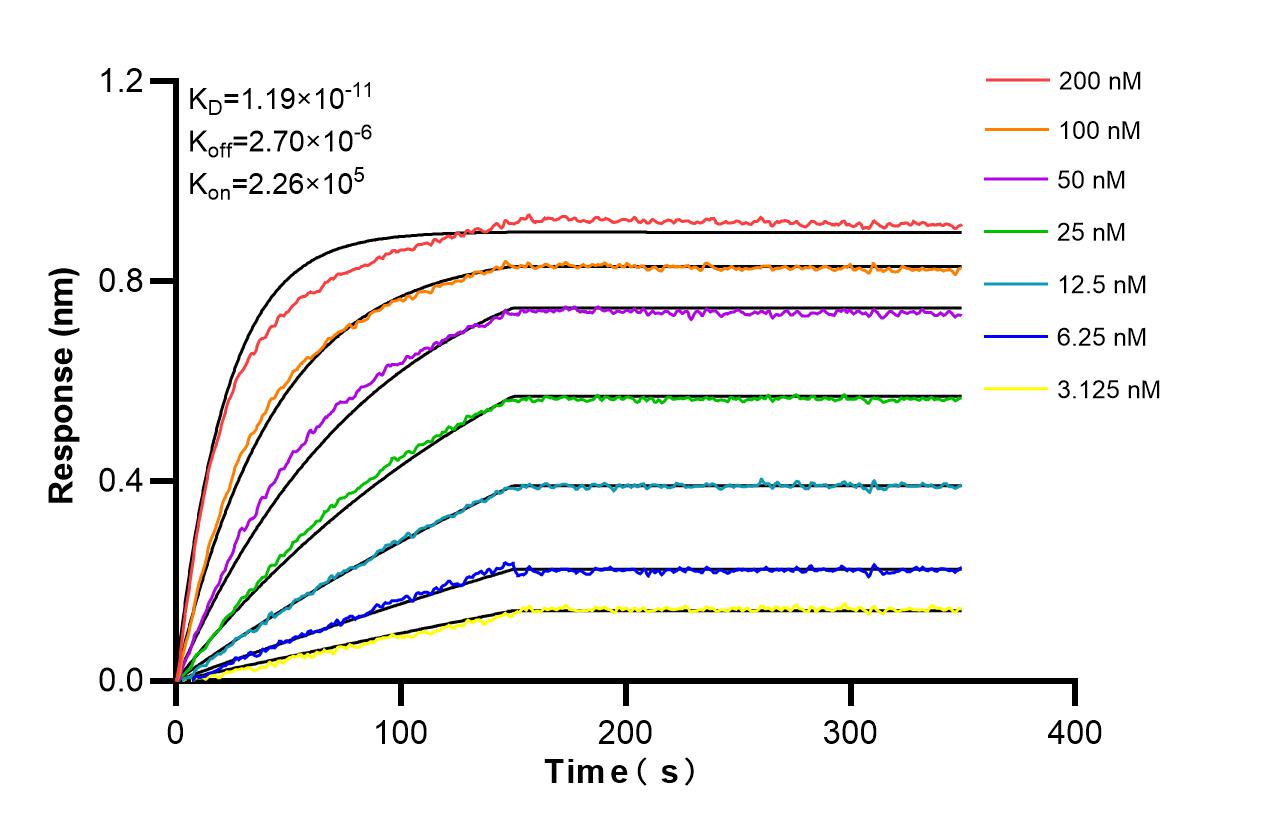 Biolayer interferometry (BLl) kinetic assays of 85909-3-RR against Human SNX15 were performed. The affinity constant is 11.9 pM. Affinity and Kinetic Characterization of 85909-3-RR