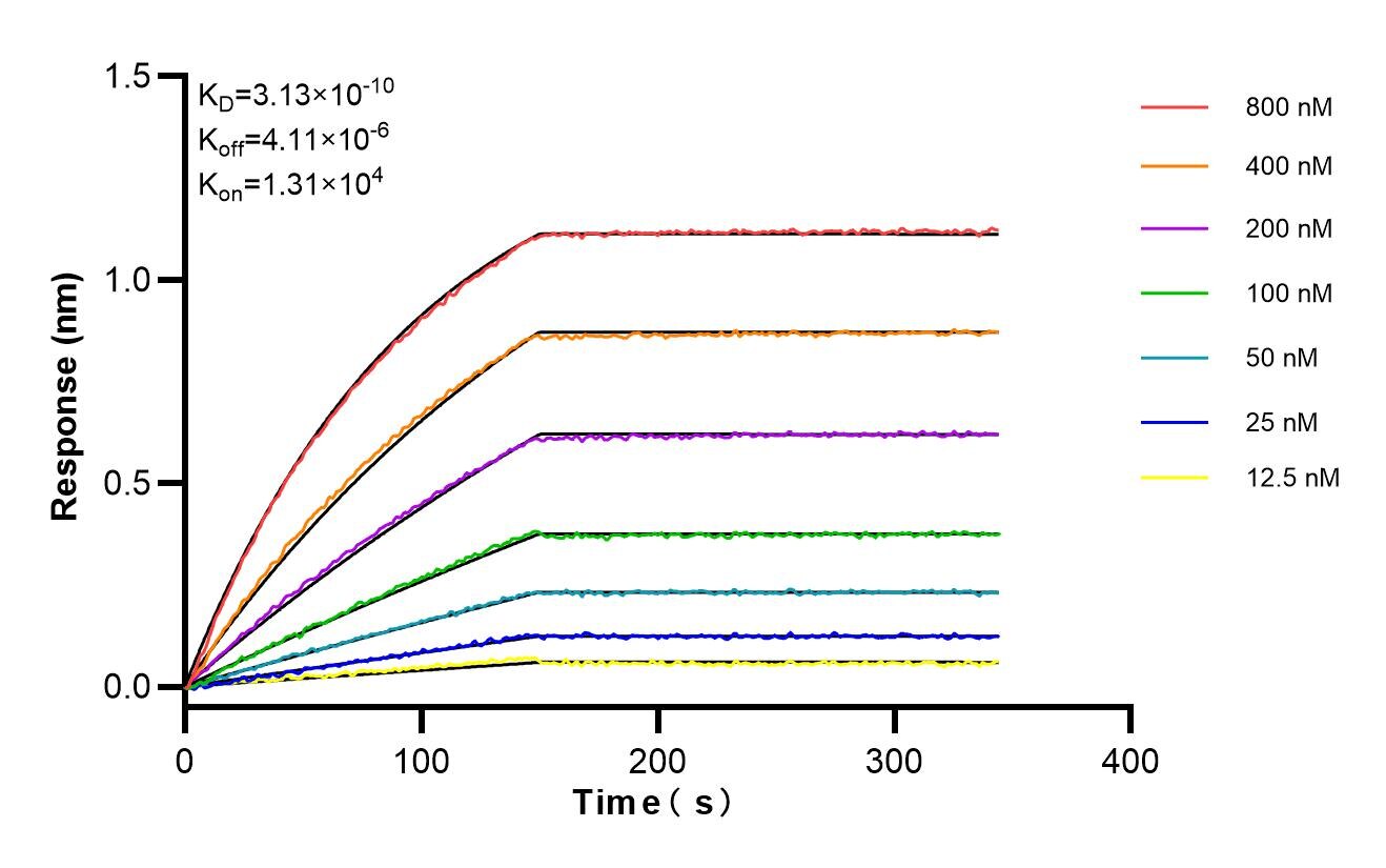 Affinity and Kinetic Characterization of 85915-1-RR