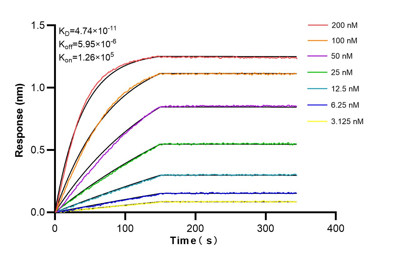 Affinity and Kinetic Characterization of 85929-5-RR