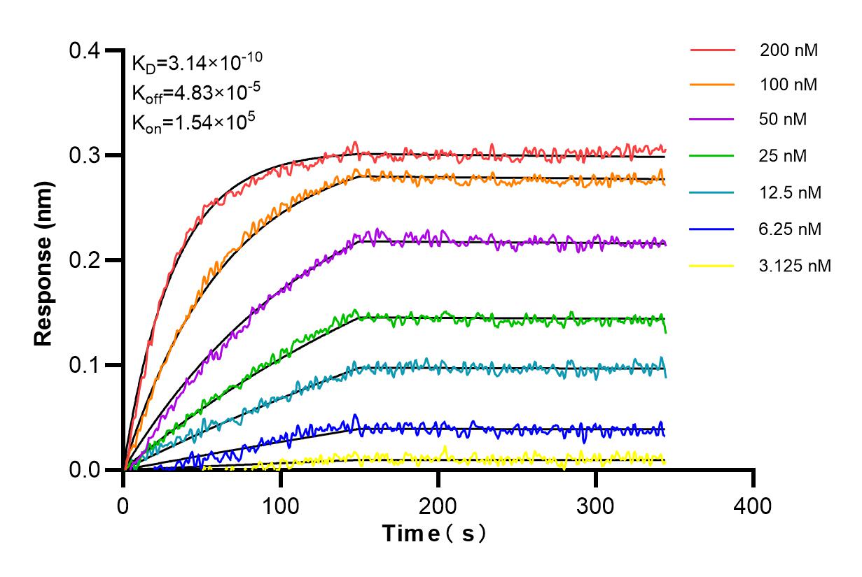 Affinity and Kinetic Characterization of 85931-1-RR