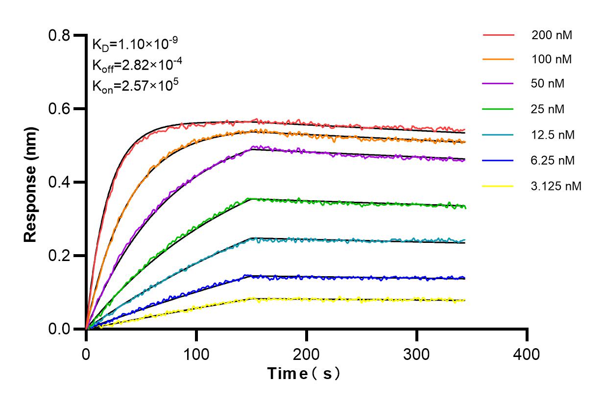 Affinity and Kinetic Characterization of 85934-1-RR