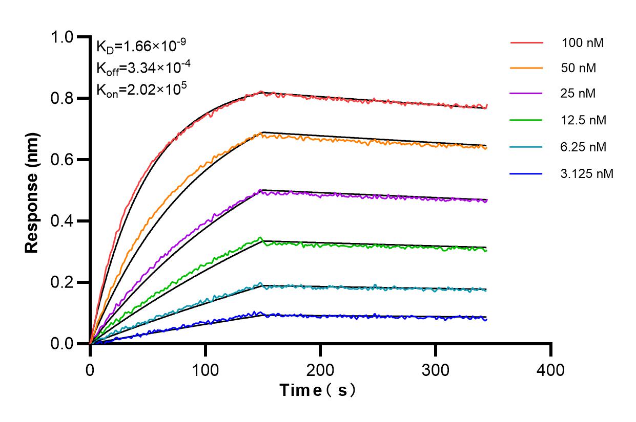 Affinity and Kinetic Characterization of 85938-2-RR