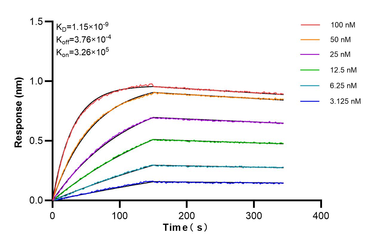Affinity and Kinetic Characterization of 85939-4-RR
