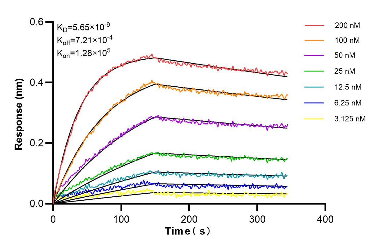 Affinity and Kinetic Characterization of 85946-1-RR