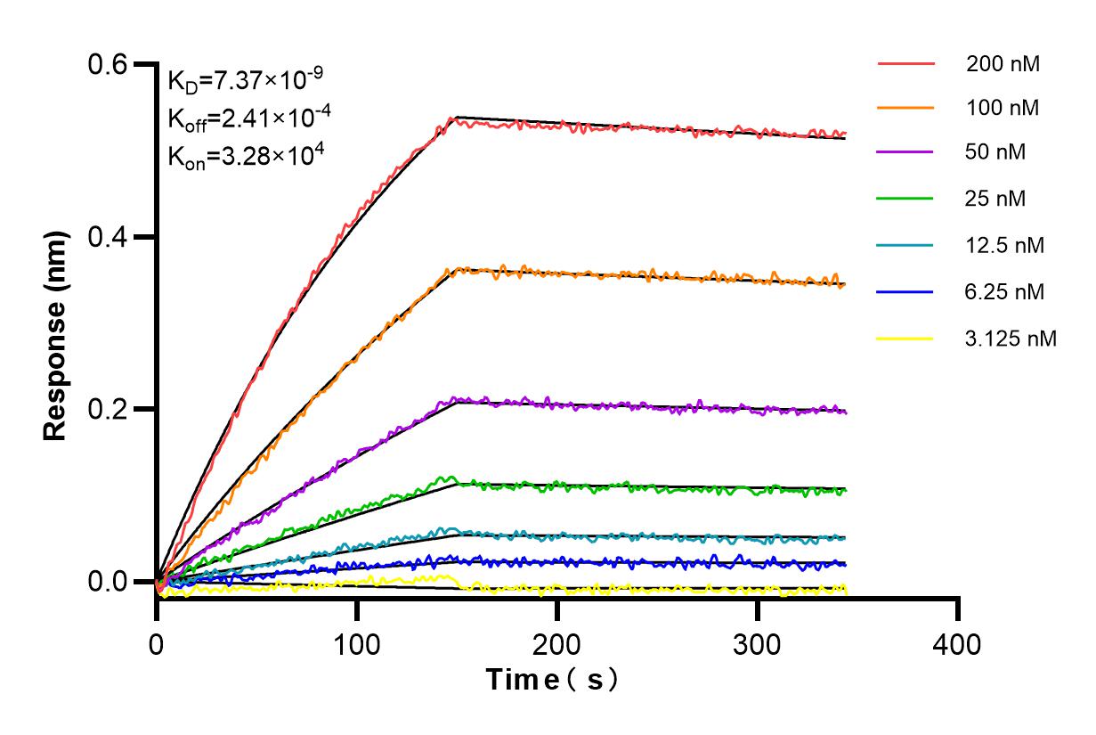 Affinity and Kinetic Characterization of 85949-1-RR