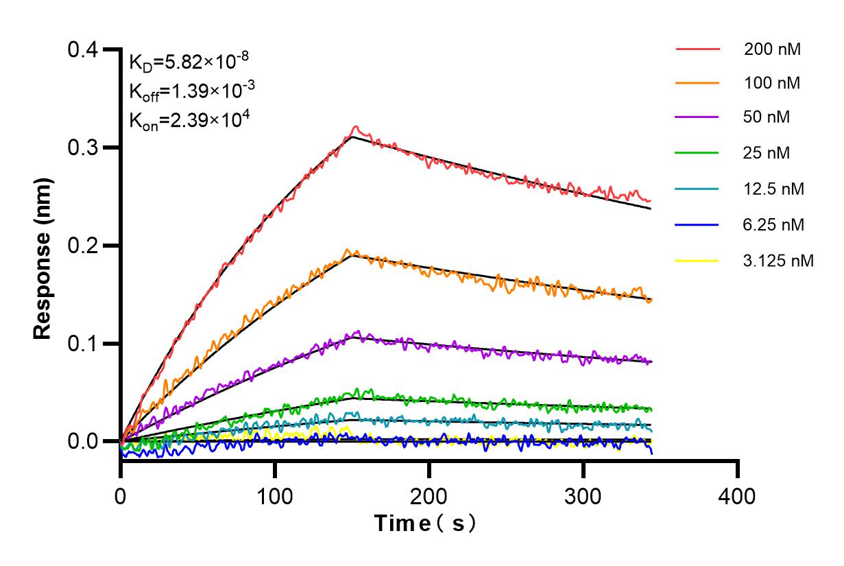 Affinity and Kinetic Characterization of 85952-1-RR