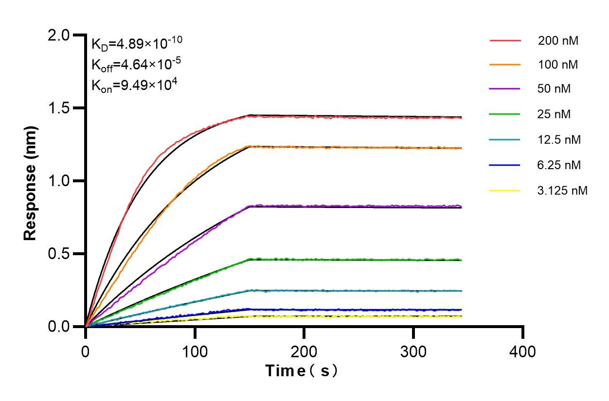 Affinity and Kinetic Characterization of 85954-2-RR