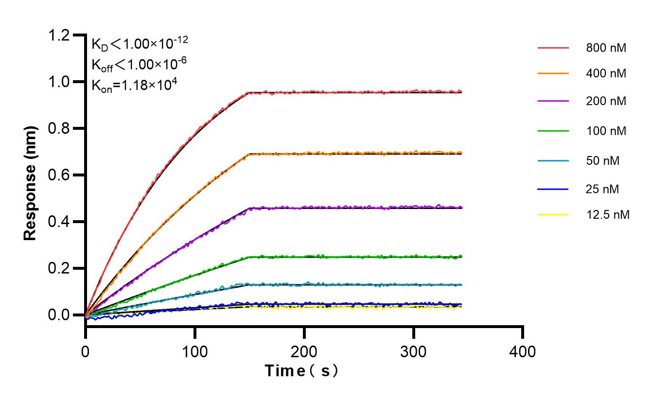 Affinity and Kinetic Characterization of 85959-1-RR