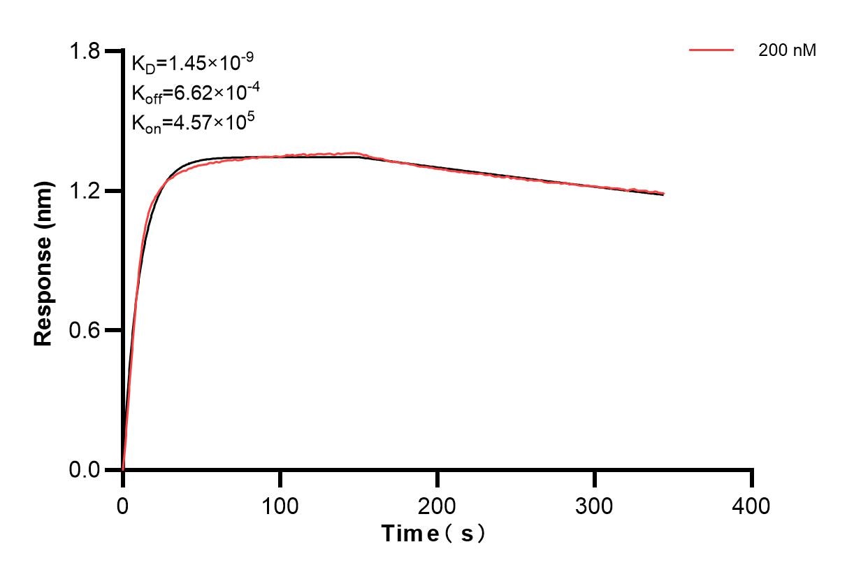 Biolayer interferometry (BLl) kinetic assays of 85965-4-PBS against Human ELA2 were performed. The affinity constant is 1.45 nM. Affinity and Kinetic Characterization of 85965-4-PBS
