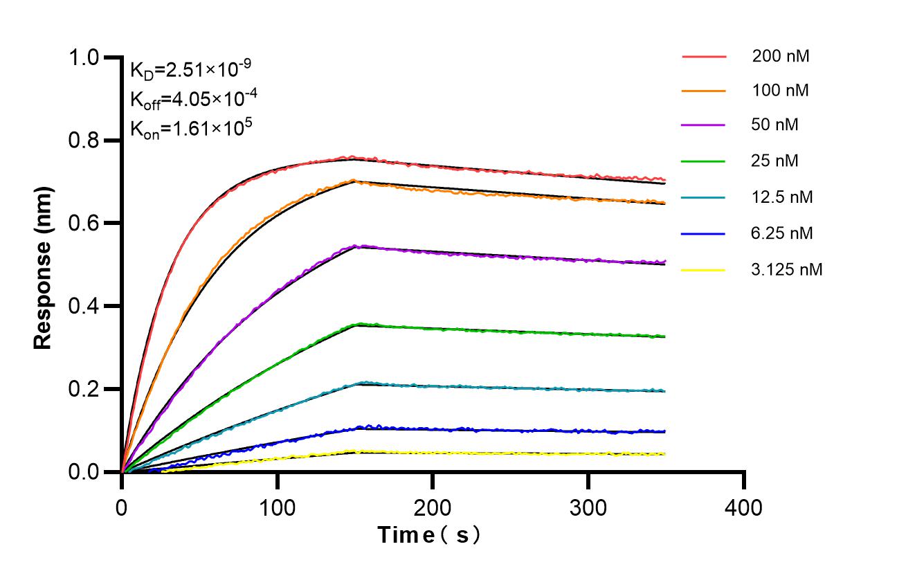 Affinity of 85965-5-RR Affinity of 85965-5-RR
