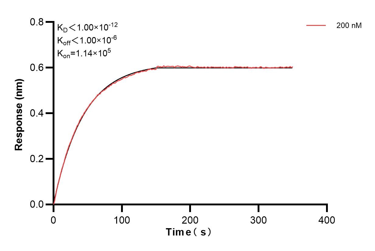 Biolayer interferometry (BLl) kinetic assay of 85977-1-PBS against Mouse CD8A was performed. The affinity constant is 0.114 nM. Affinity of 85977-1-PBS