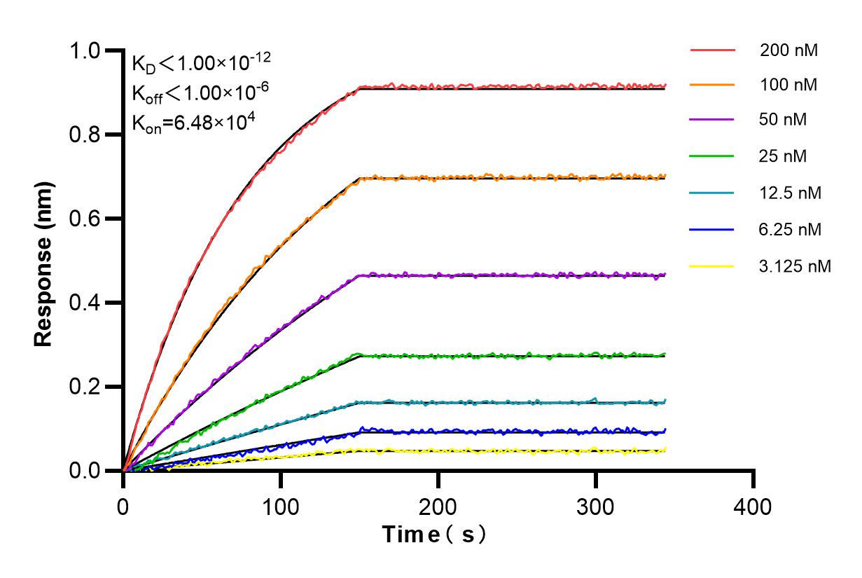 Affinity and Kinetic Characterization of 85979-3-RR
