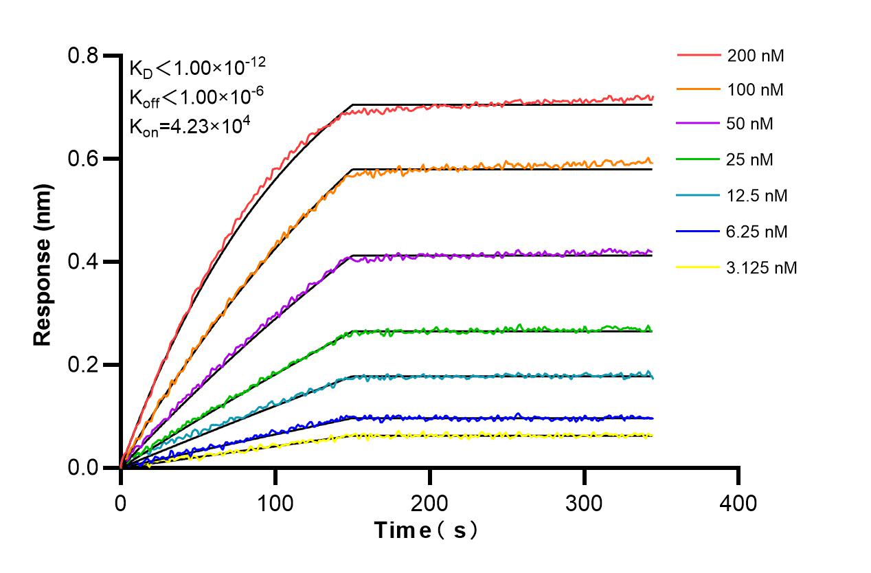 Biolayer interferometry (BLl) kinetic assays of 85981-1-RR against Human KIFC1 were performed. The affinity constant is below 1 pM. Affinity and Kinetic Characterization of 85981-1-RR