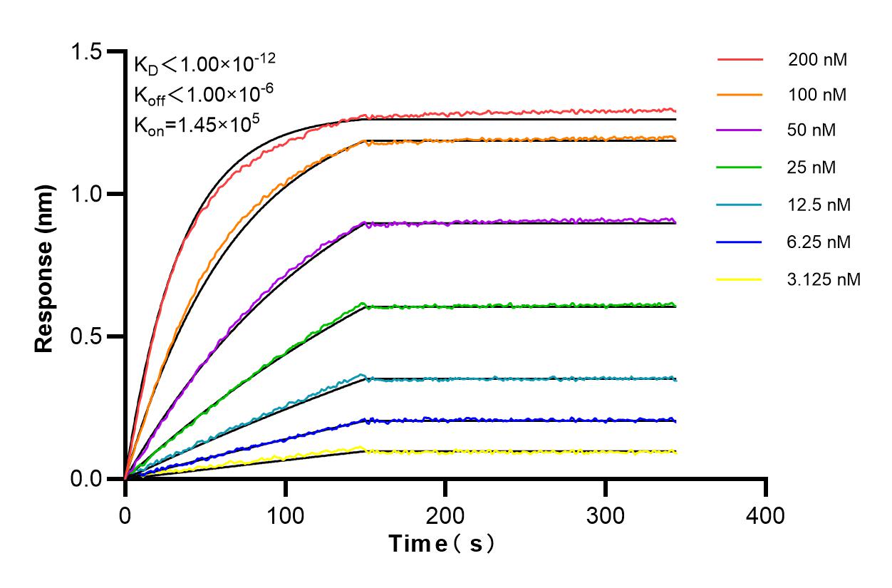 Affinity and Kinetic Characterization of 85987-1-RR
