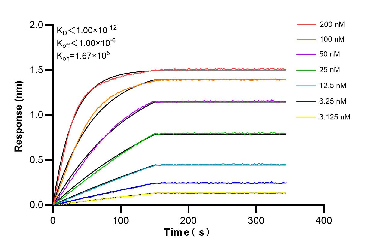 Affinity and Kinetic Characterization of 85987-2-RR