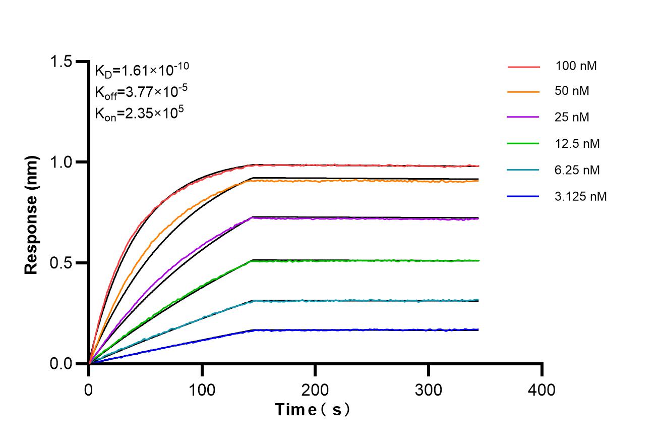 Affinity and Kinetic Characterization of 85994-1-RR