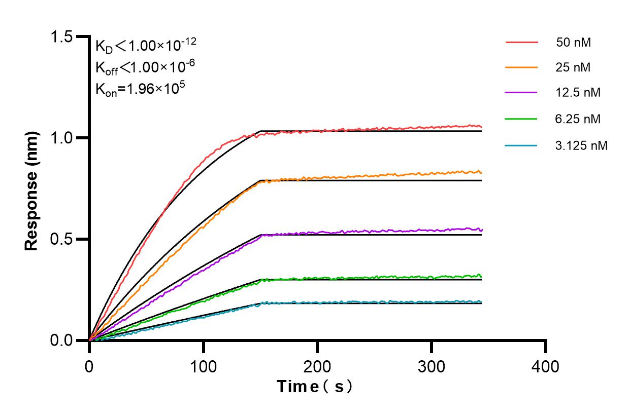 Affinity and Kinetic Characterization of 85996-1-RR