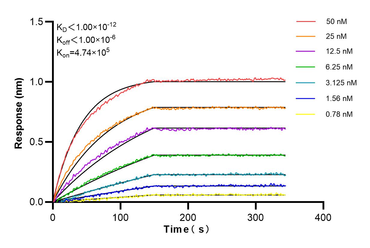 Affinity and Kinetic Characterization of 86007-1-PBS