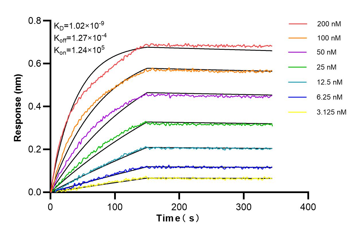 Affinity and Kinetic Characterization of 86009-1-RR