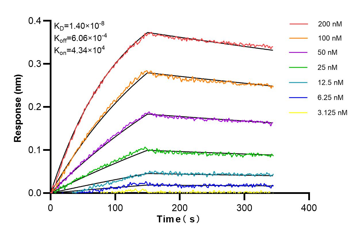 Affinity and Kinetic Characterization of 86009-2-RR