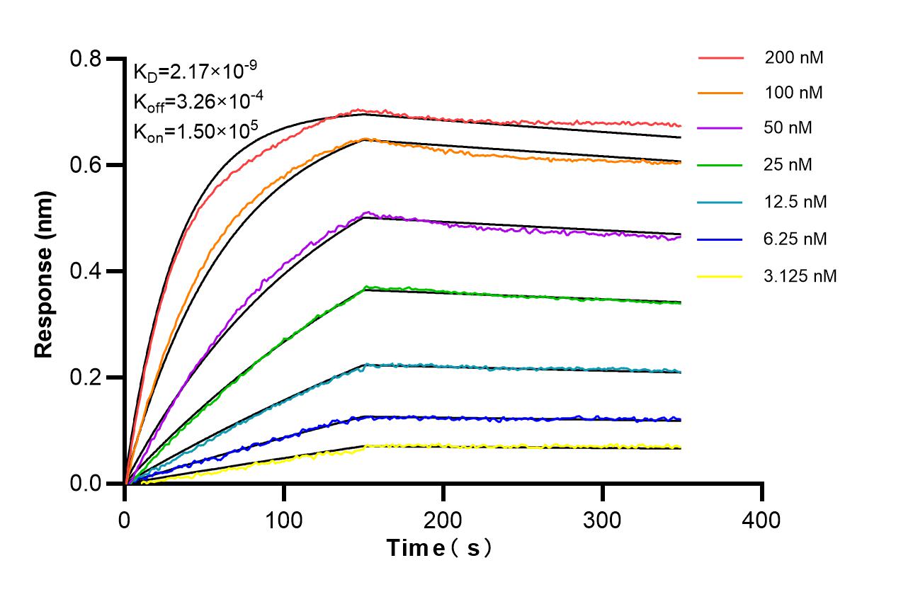 Affinity of 86013-3-RR Affinity of 86013-3-RR