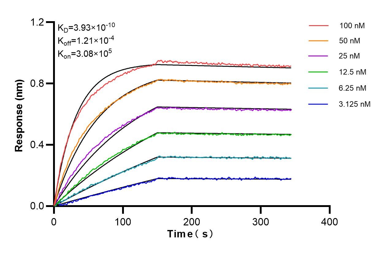 Affinity and Kinetic Characterization of 86015-1-RR