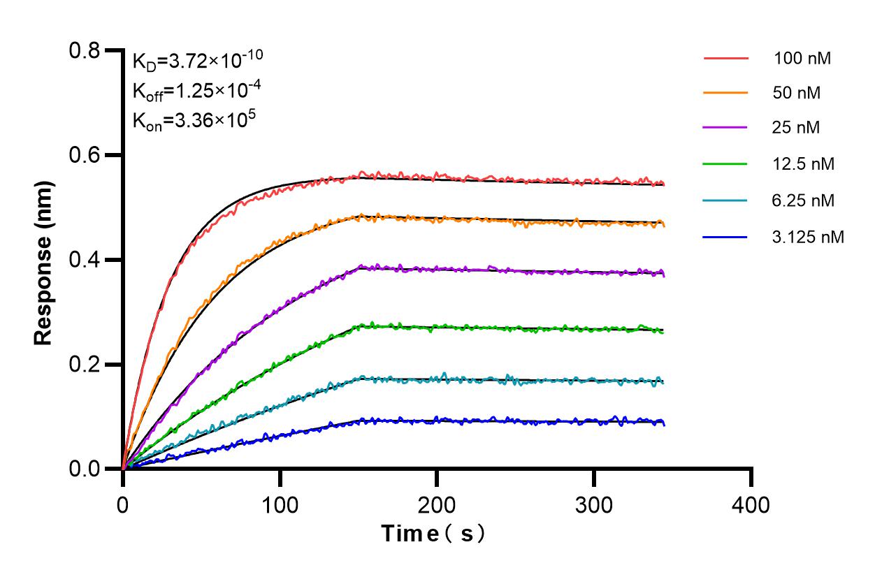 Affinity and Kinetic Characterization of 86016-1-RR