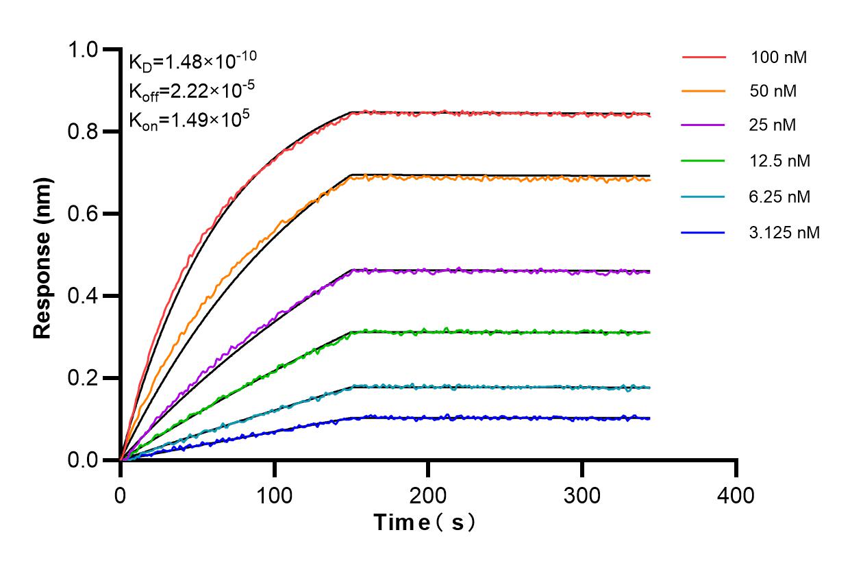 Affinity and Kinetic Characterization of 86017-1-RR